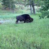 Review photo of Center Lake Campground — Custer State Park by Troy S., July 10, 2022