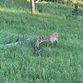 Review photo of Center Lake Campground — Custer State Park by Troy S., July 10, 2022