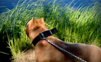 Kelly D.'s photo of camping with pets at Spring Lake Campground near Galena, IL
