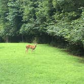 Review photo of Cedar Creek (TN) by Julie S., July 19, 2018