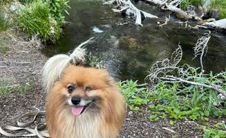 Paige G.'s photo of camping with pets at Coldwater Campground near Mammoth Lakes, CA