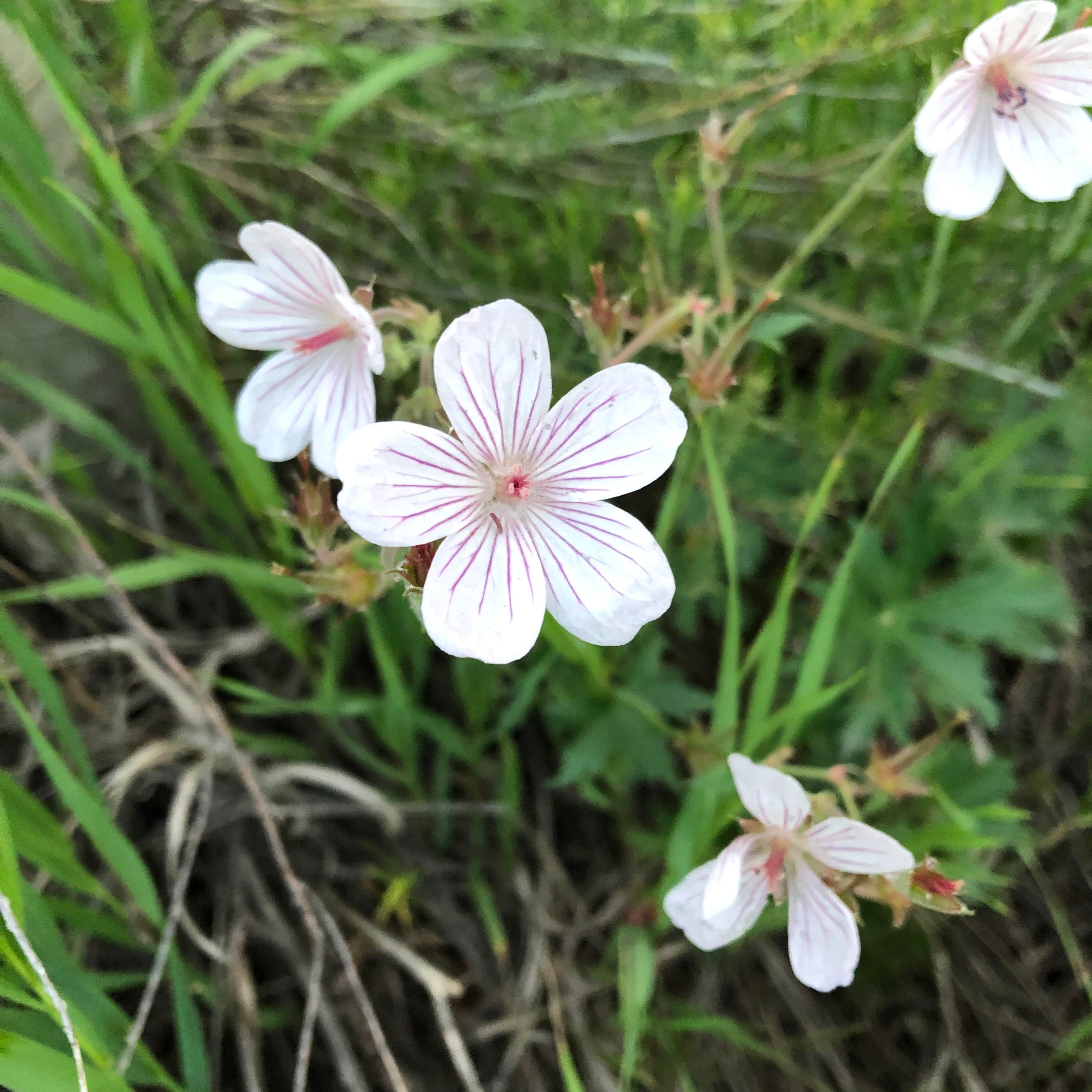 Camper-submitted photo at Little Mattie Campground — White River National Forest near White River National Forest