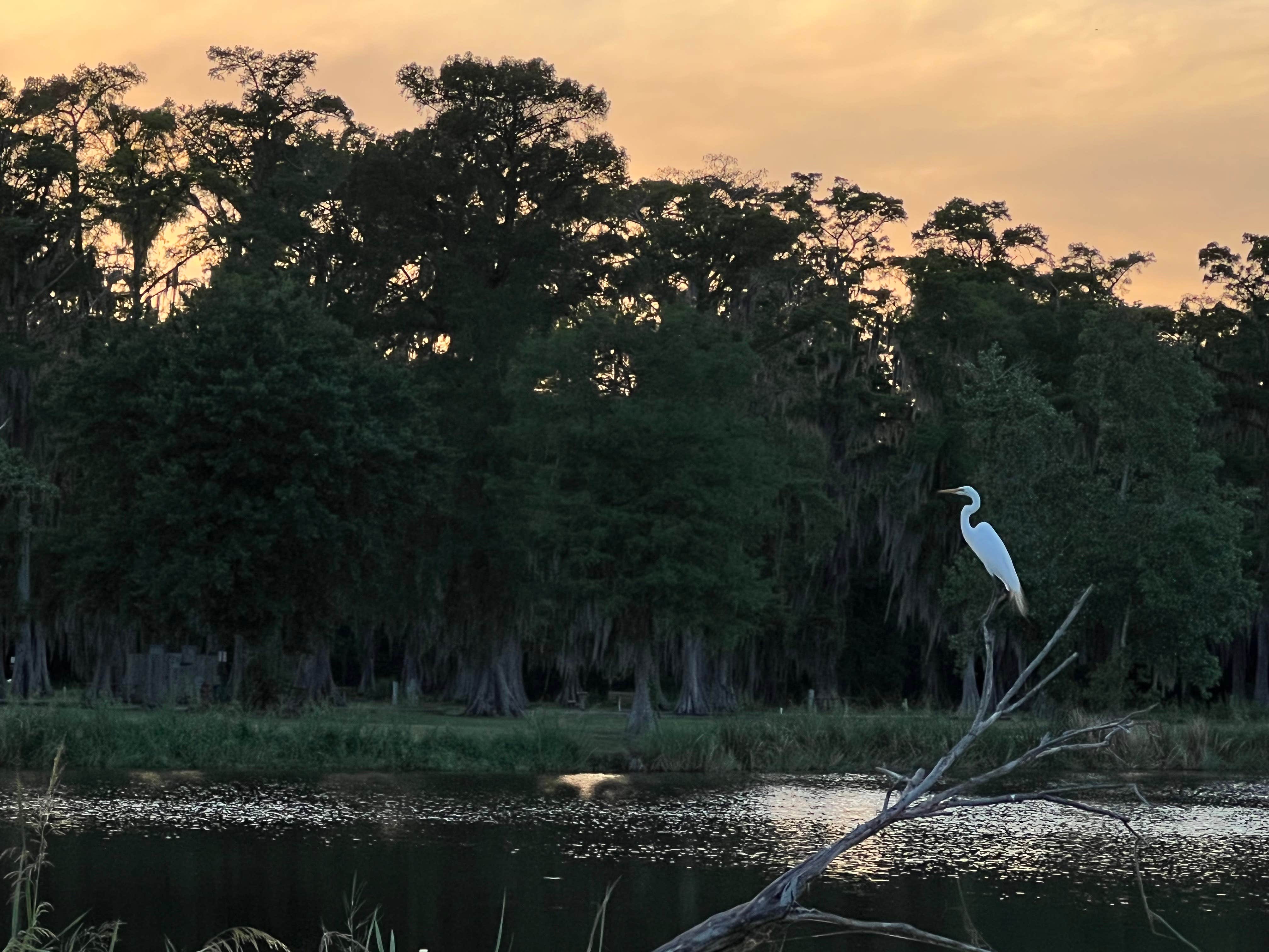 Camper submitted image from Cypress Lake RV Resort - 2