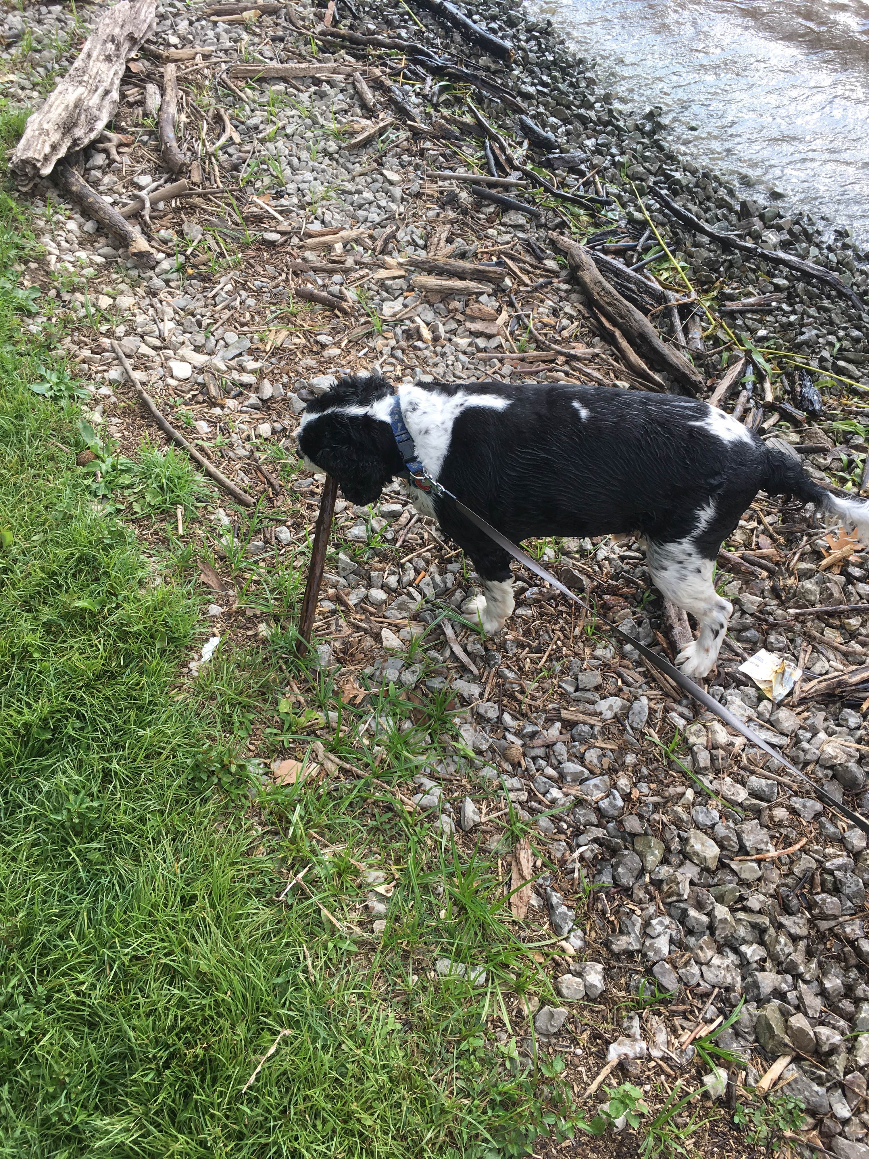 Julie S.'s photo of camping with pets at Cedar Creek (TN) near Gallatin, TN