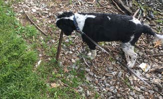 Julie S.'s photo of camping with pets at Cedar Creek (TN) near Nashville, TN
