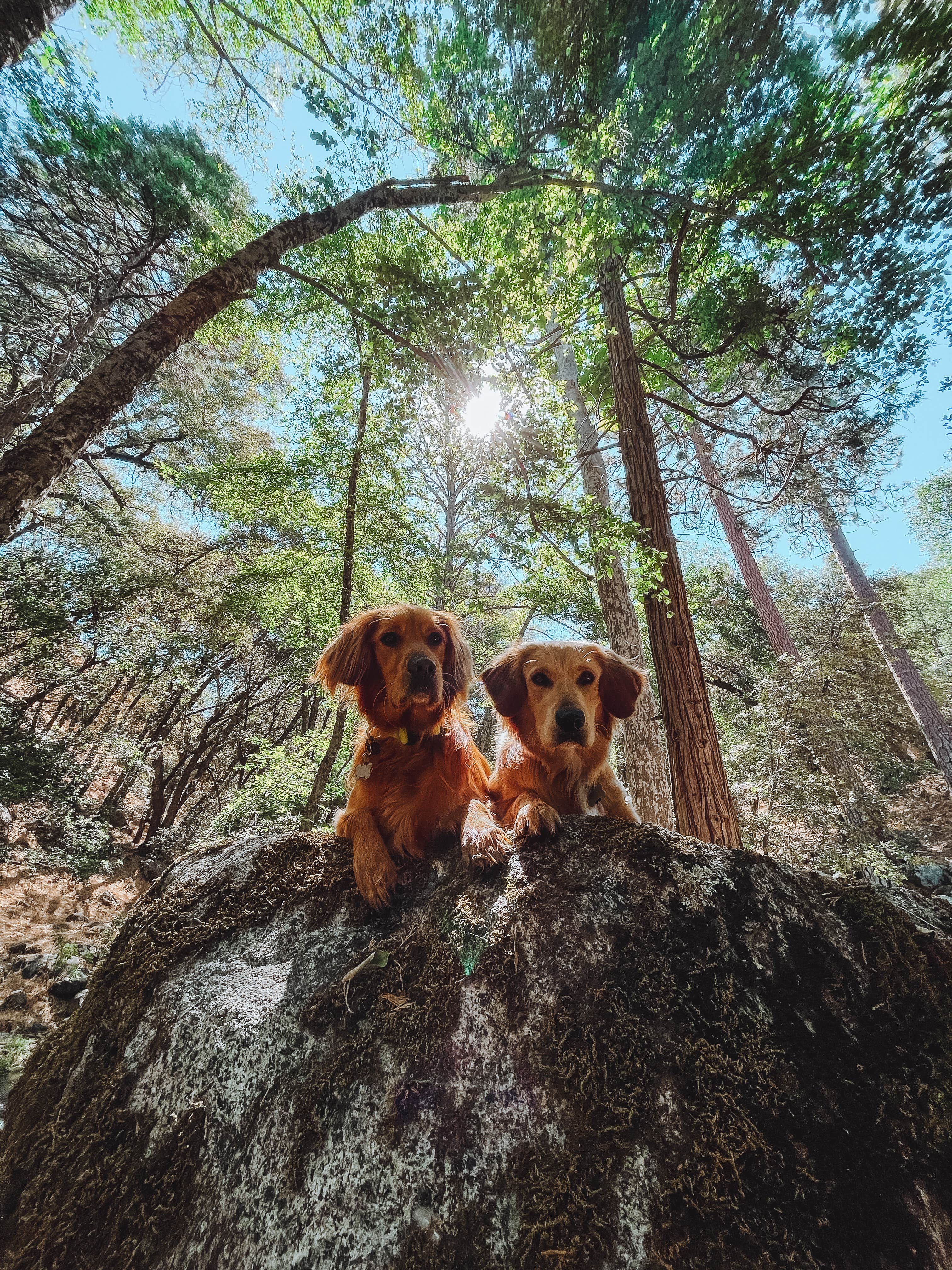 Kristina W.'s photo of camping with pets at Sequoia National Park Dispersed campground near Sunland, CA