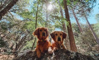 Kristina W.'s photo of camping with pets at Sequoia National Park Dispersed campground near Posey, CA