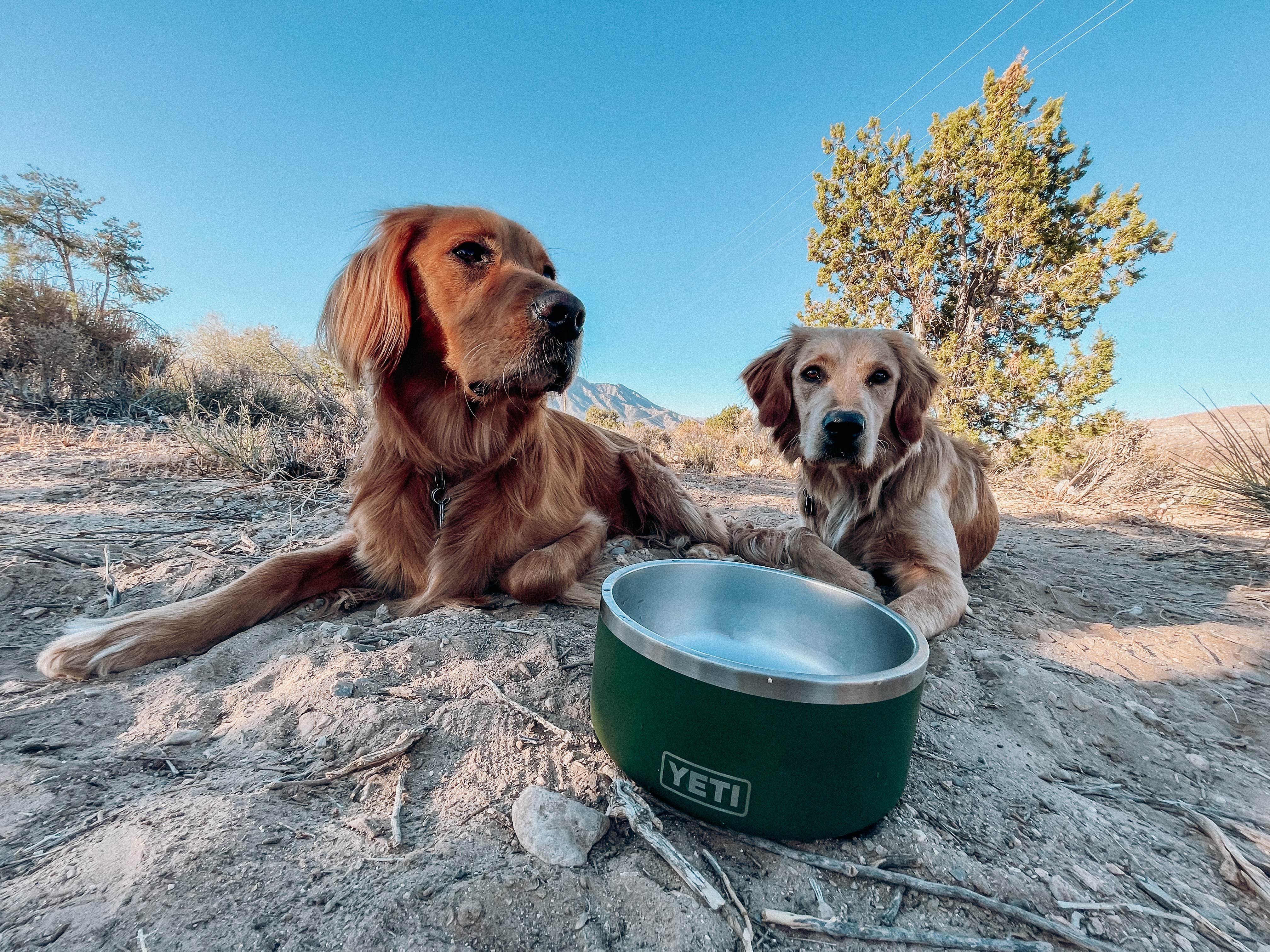 Kristina W.'s photo of camping with pets at Lovell Canyon Dispersed Camping (Spring Mountain) in Nevada
