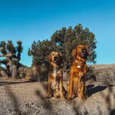 Review photo of Lovell Canyon Dispersed Camping (Spring Mountain) by Kristina W., July 11, 2022