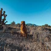 Review photo of Lovell Canyon Dispersed Camping (Spring Mountain) by Kristina W., July 11, 2022