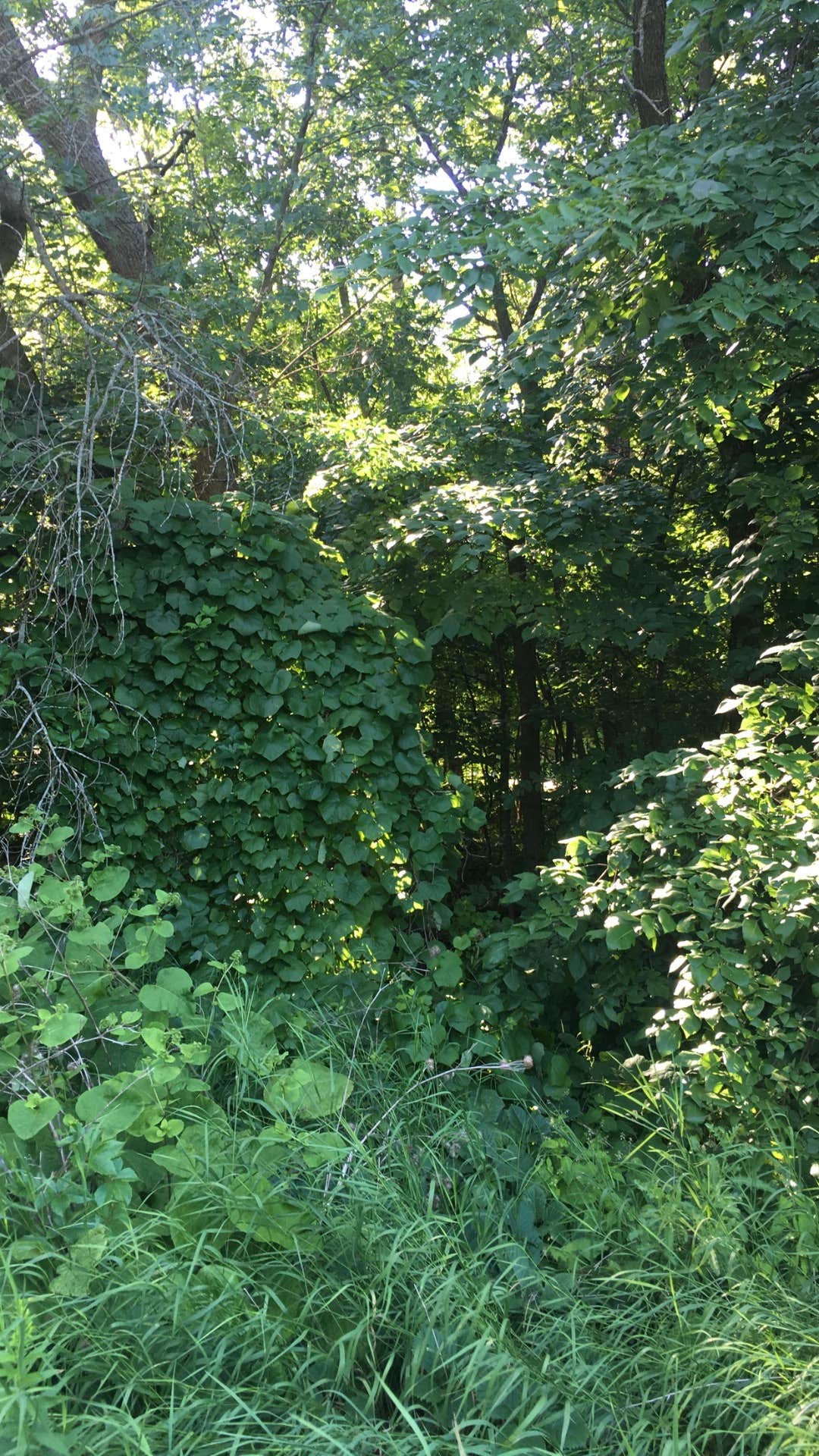 Camper-submitted photo at Lake Lida Campground — Maplewood State Park near Detroit Lakes, MN