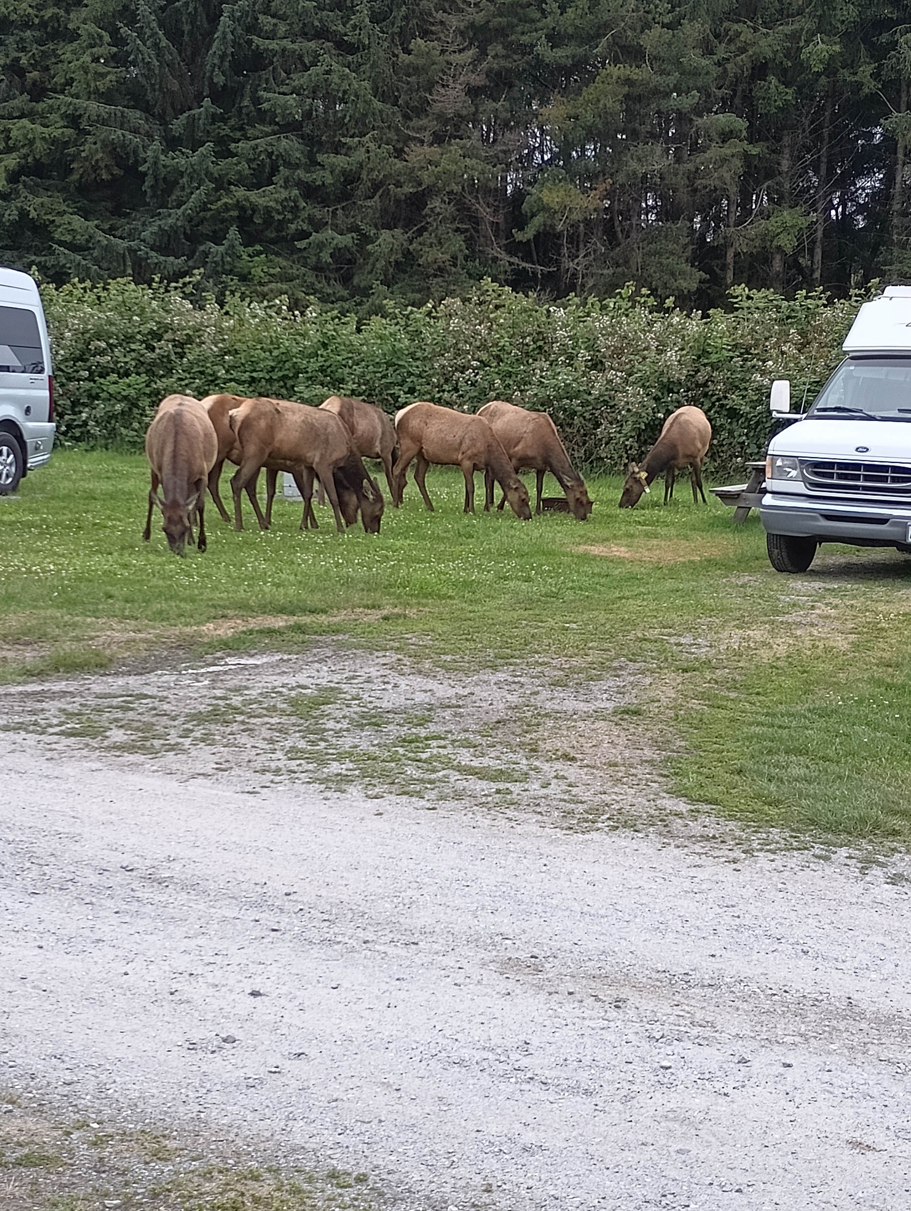 Pops A.'s photo of rv camping at Elk Country RV Resort & Campground near Trinidad, CA
