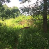 Review photo of Cades Cove Campground by Alyssa M., July 19, 2018