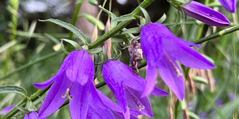 Camper submitted image from Voss Park City Campground