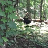 Review photo of Cades Cove Campground by Alyssa M., July 19, 2018