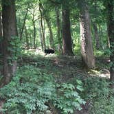 Review photo of Cades Cove Campground by Alyssa M., July 19, 2018