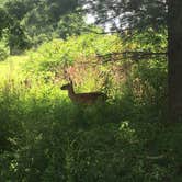 Review photo of Cades Cove Campground by Alyssa M., July 19, 2018