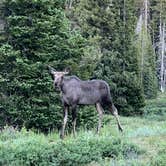 Review photo of FR-302 Dispersed Camping - Rabbit Ears Pass by Opus 15 !., July 11, 2022