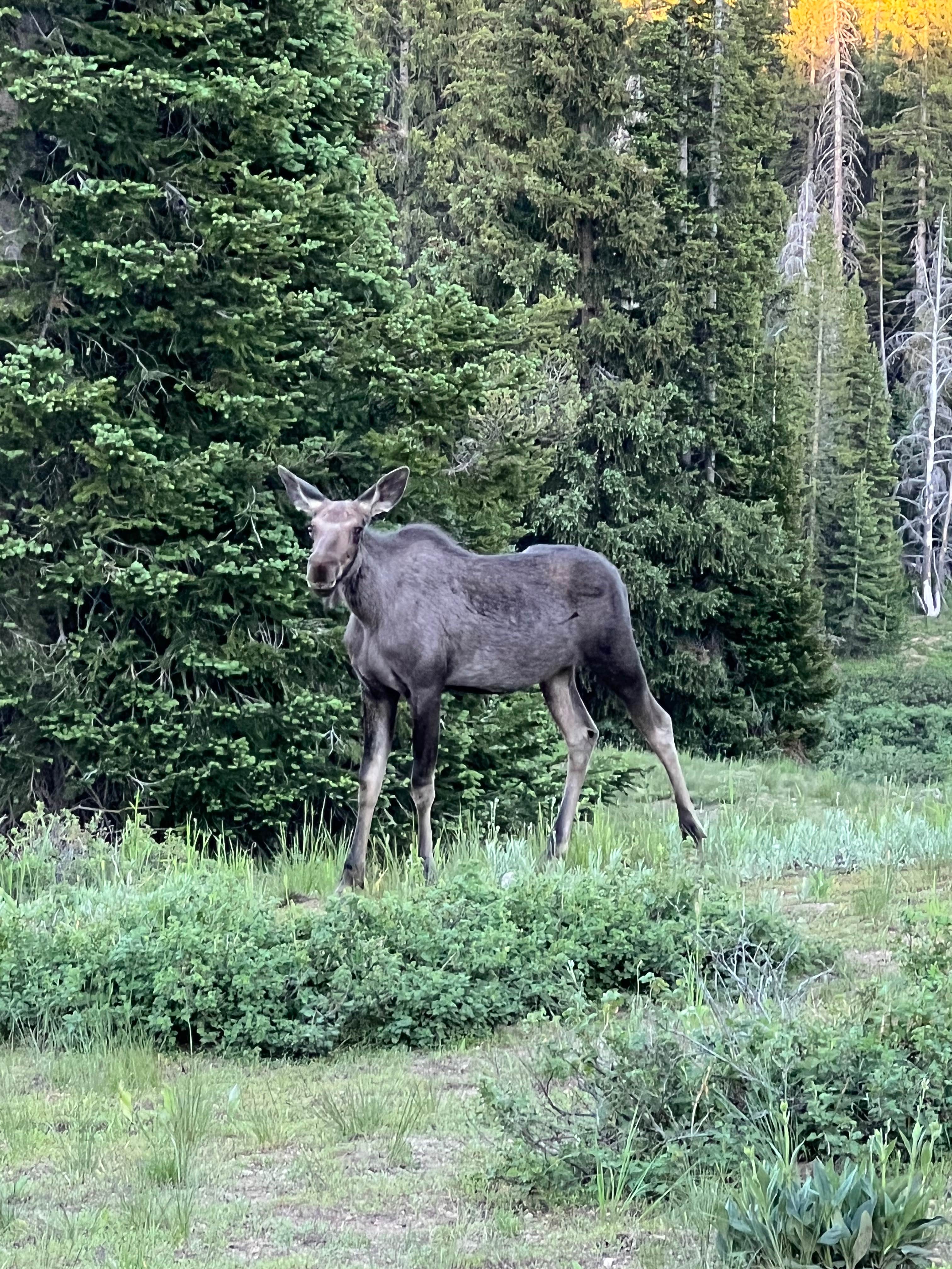 Camper submitted image from FR-302 Dispersed Camping - Rabbit Ears Pass - 4