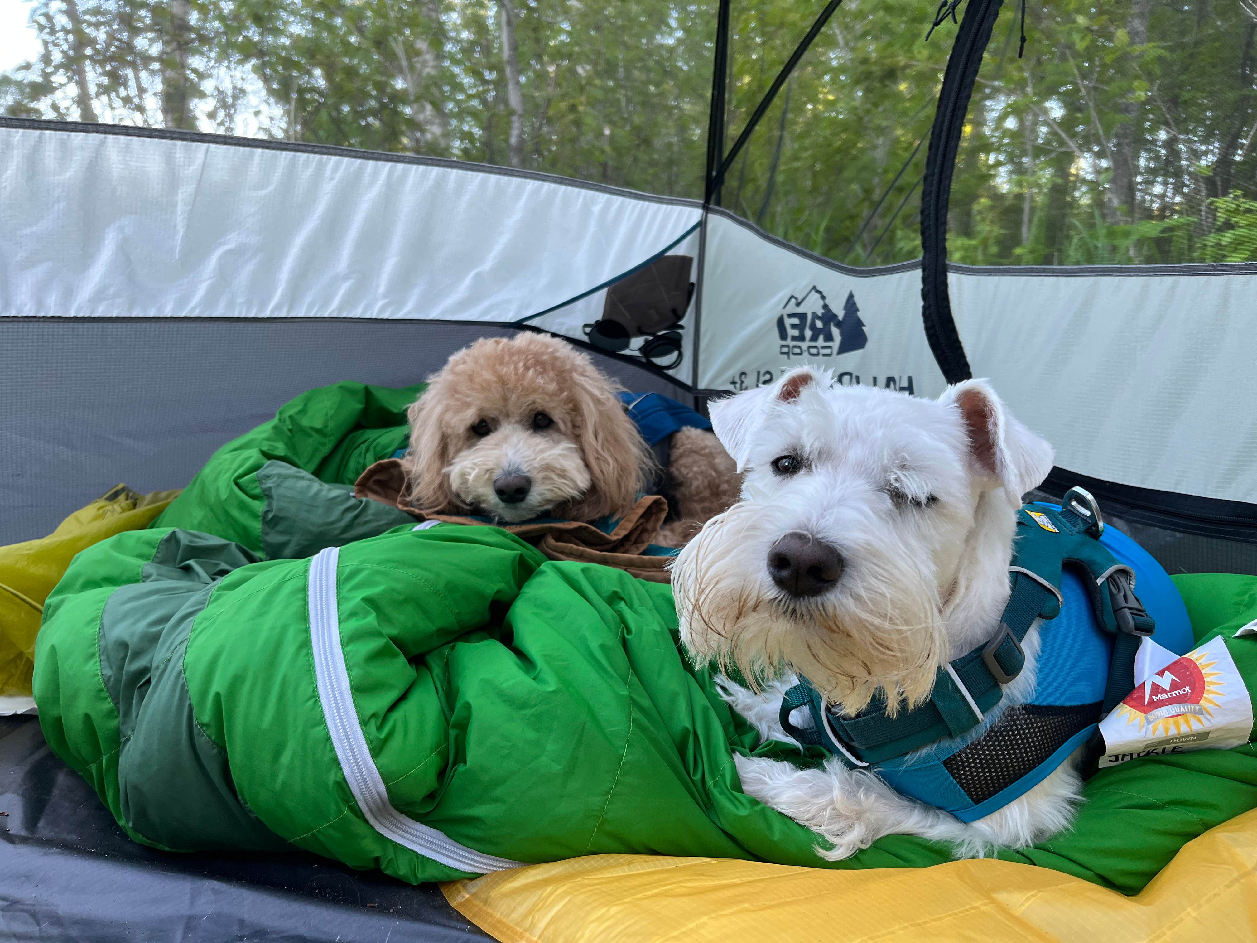 Jax L.'s photo of camping with pets at Split Rock Lighthouse State Park Campground near Cornucopia, WI