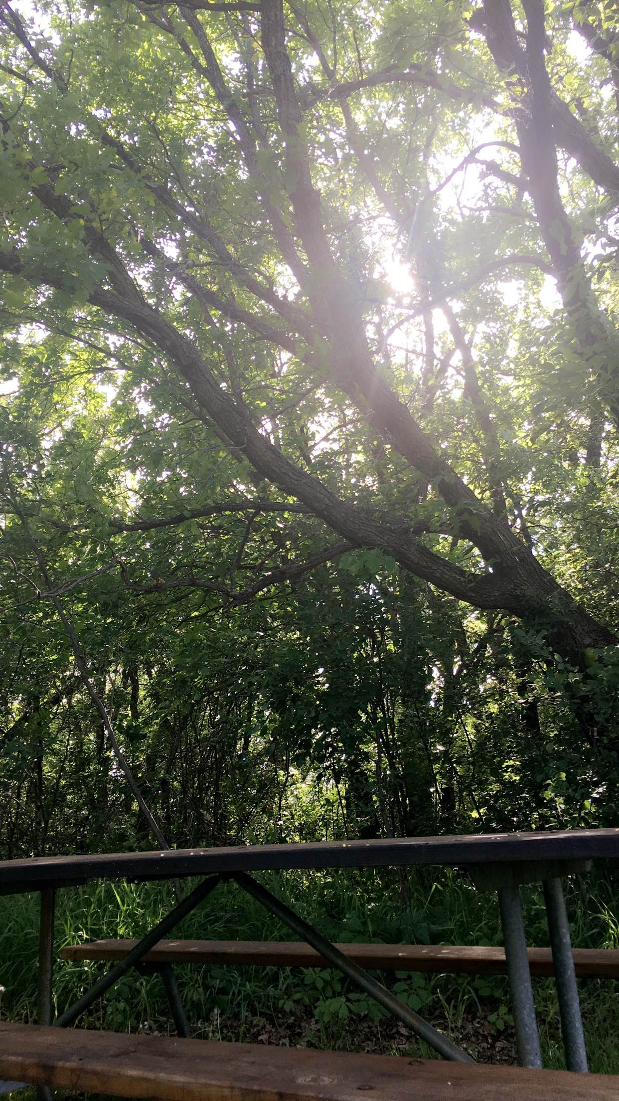 Camper-submitted photo at Icelandic State Park Campground near Homme Lake