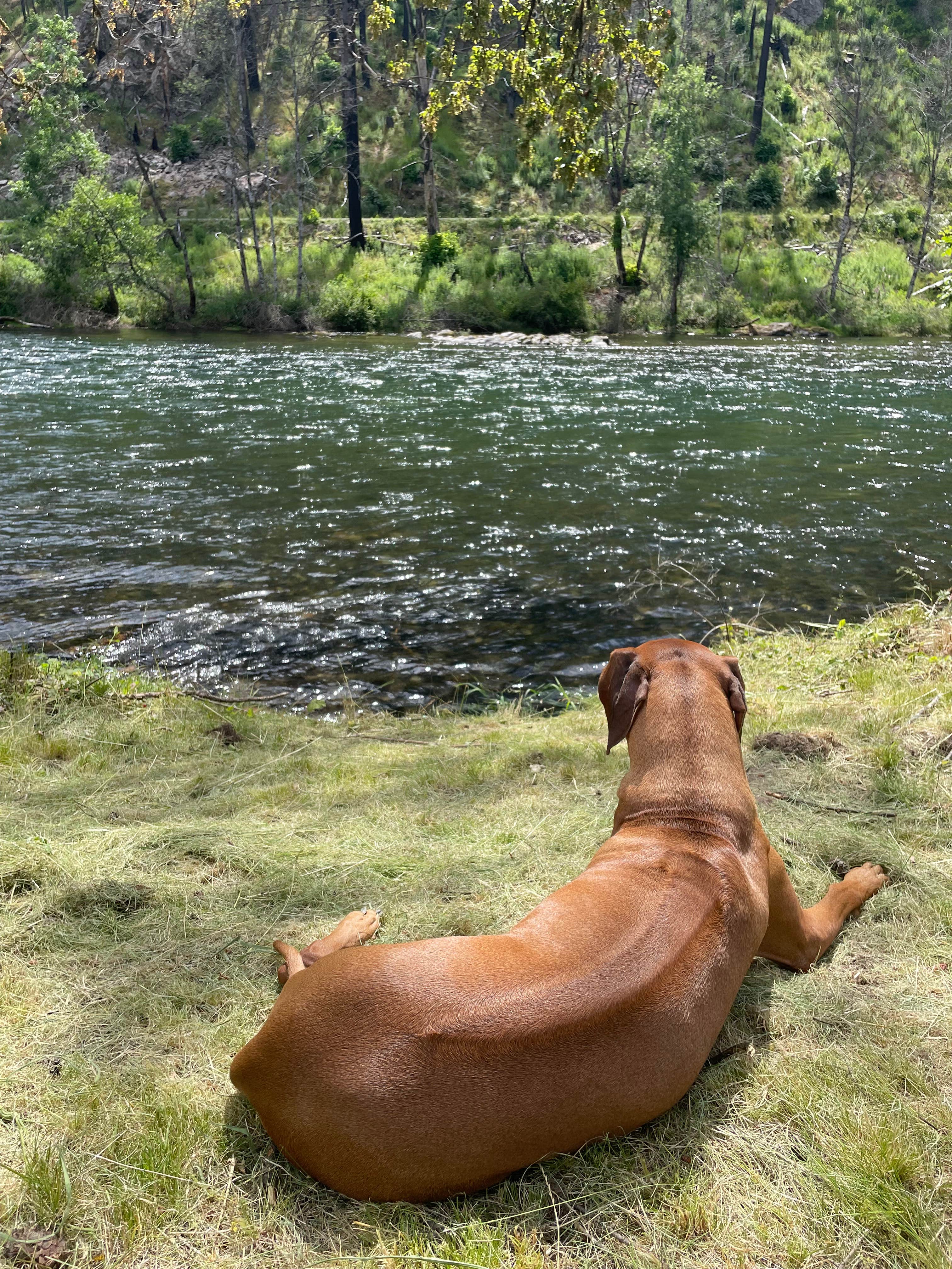 Greg's photo of camping with pets at McKenzie River Paradise near Willamette National Forest