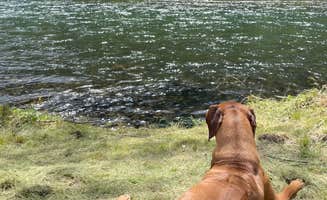 Greg's photo of camping with pets at McKenzie River Paradise near Cascadia, OR