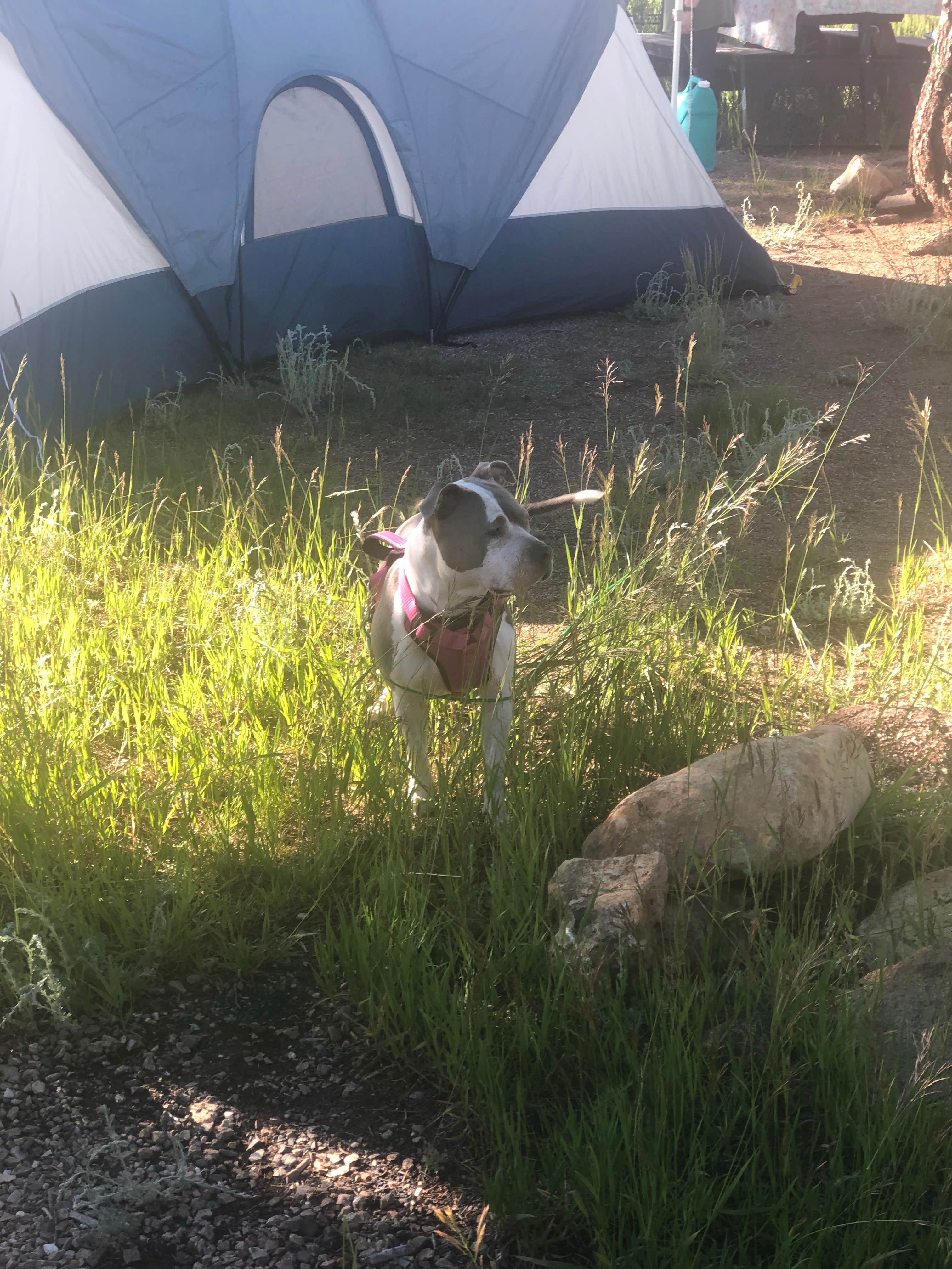 Jade T.'s photo of camping with pets at Cimarron Campground near Cimarron, NM