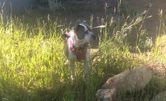 Jade T.'s photo of camping with pets at Cimarron Campground near Costilla, NM