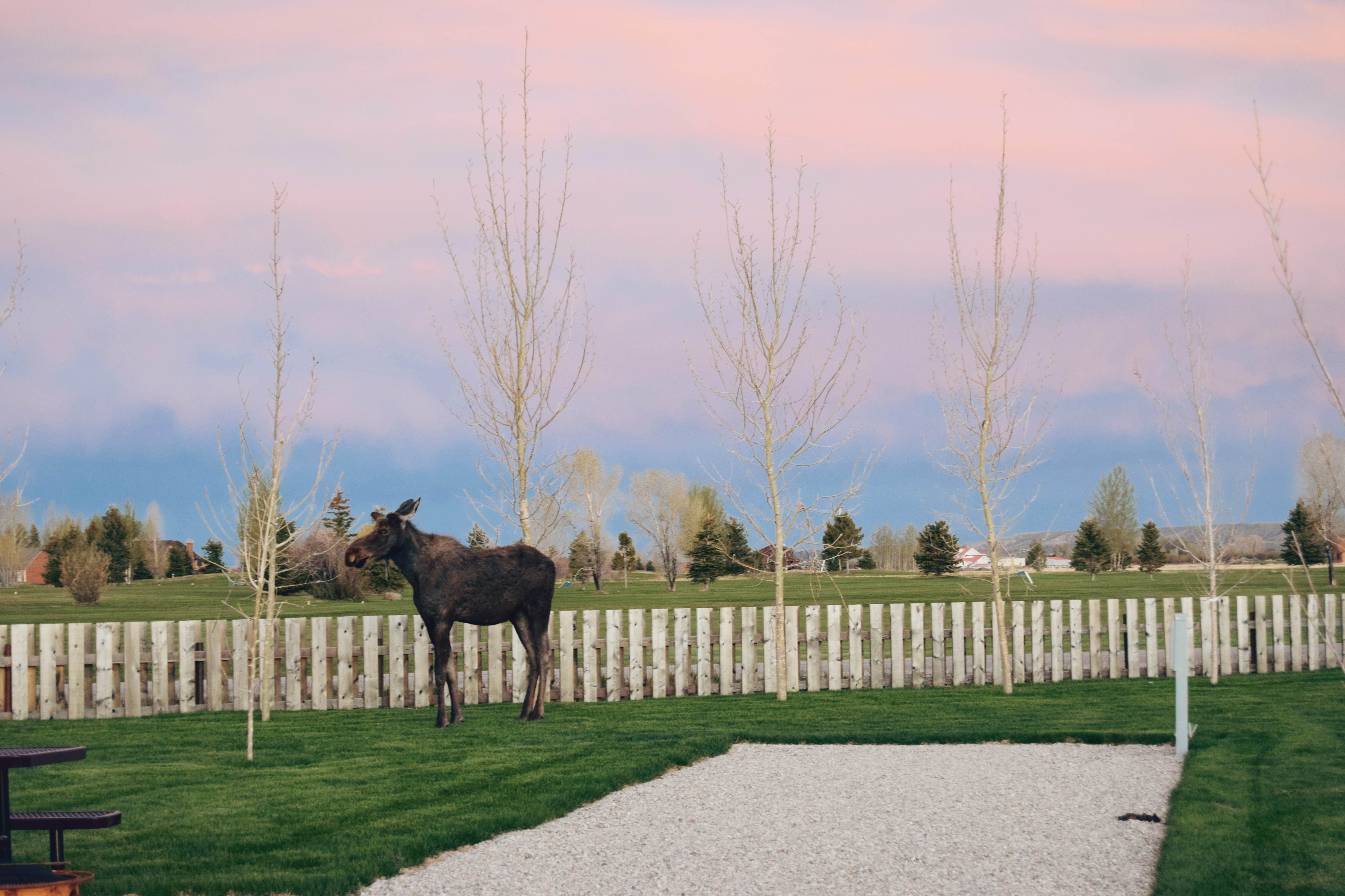 Camper-submitted photo at Yellowstone Trail RV Park near Cora, WY