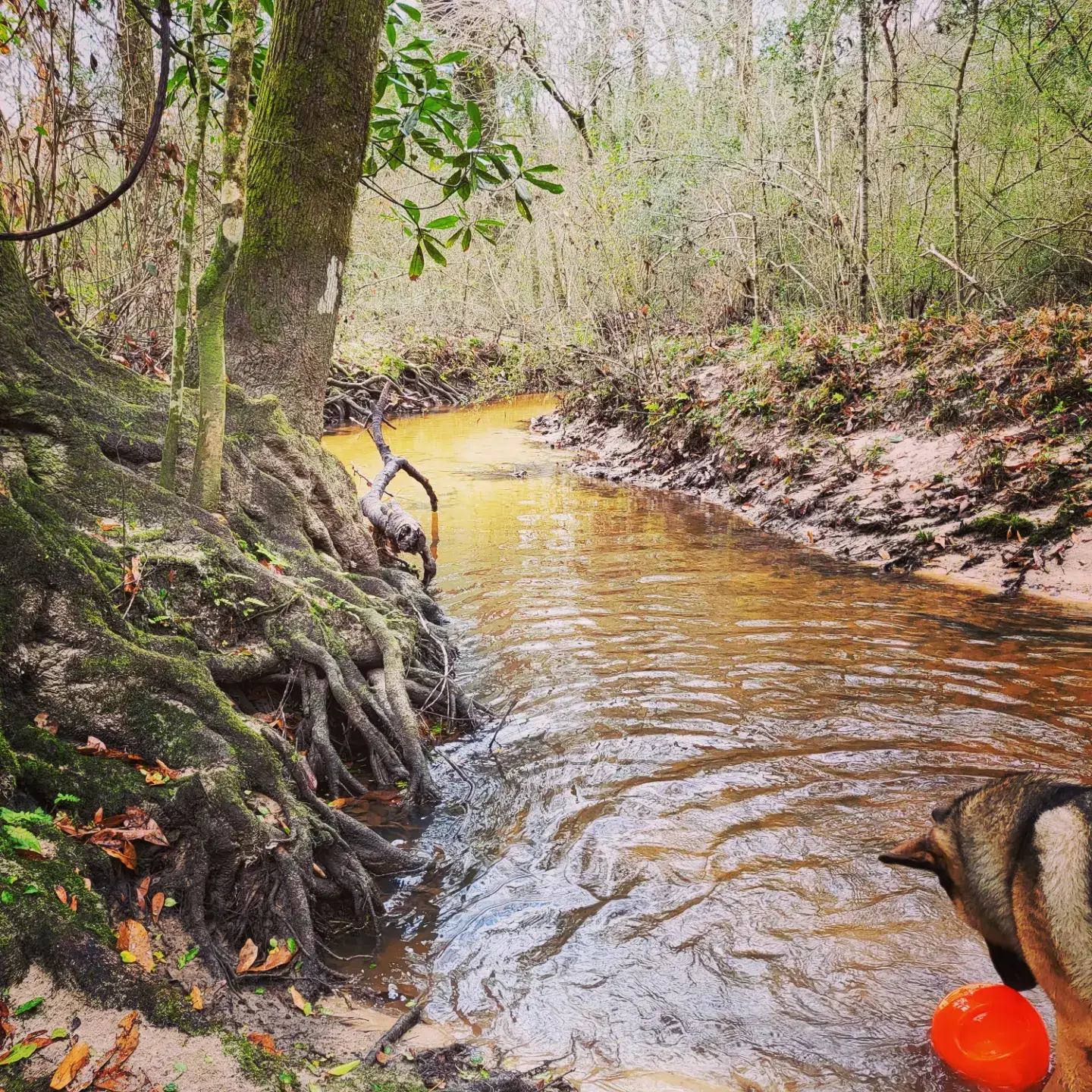 Camping near Knight Acres Campground: HOMESTEAD AT OPAL SPRINGS, Abita Springs, Louisiana