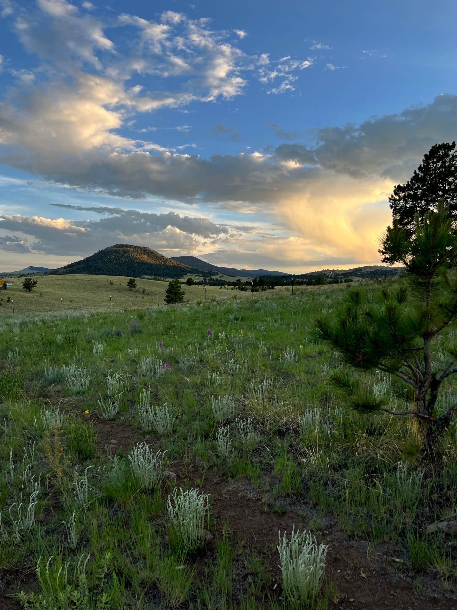 Camping near Buckaroo Bunkhouse Camping: Hummingbird Homestead, Guffey, Colorado
