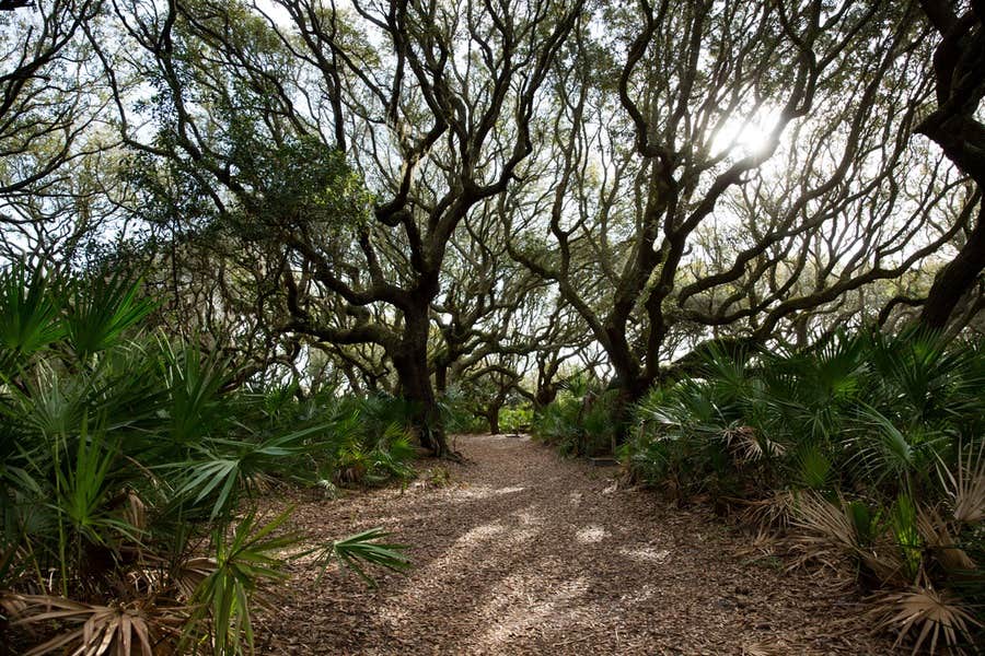 Camper submitted image from Stafford Beach Campground — Cumberland Island National Seashore - 4