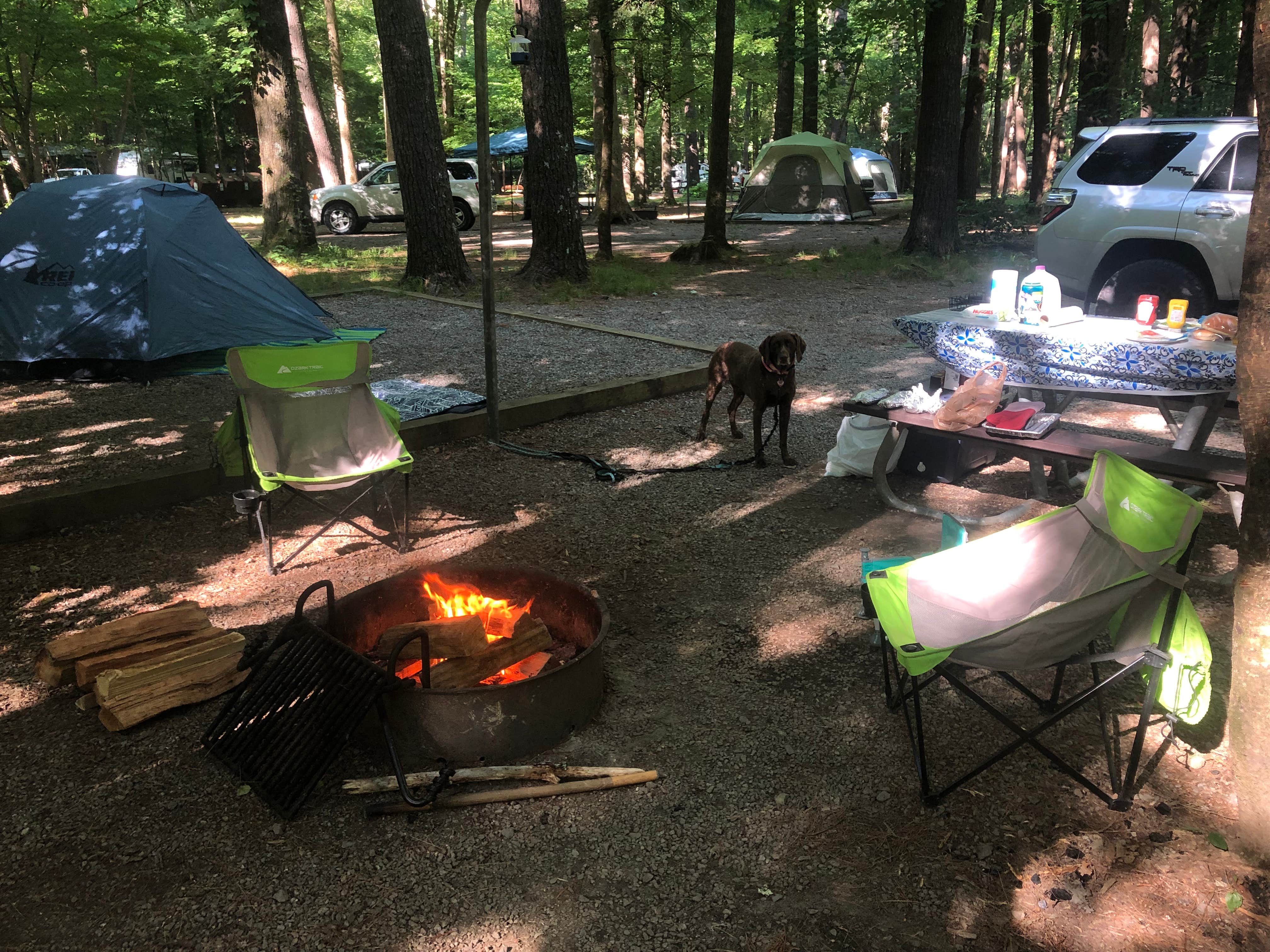 molly N.'s photo at Cataloochee Campground — Great Smoky Mountains National Park near Lake Junaluska, NC