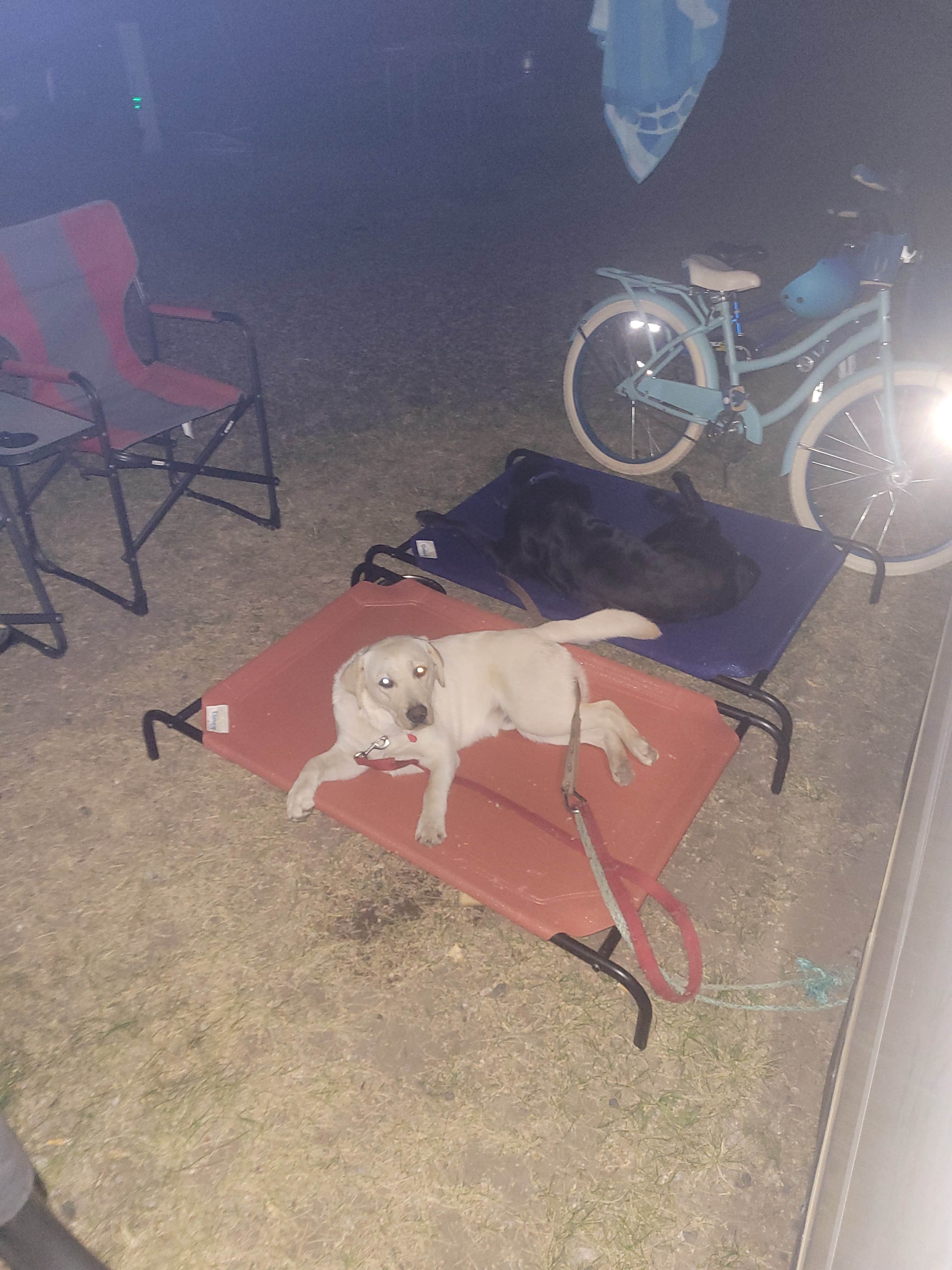 Brett's photo of camping with pets at Big Timber-Greycliff KOA near Greycliff, MT