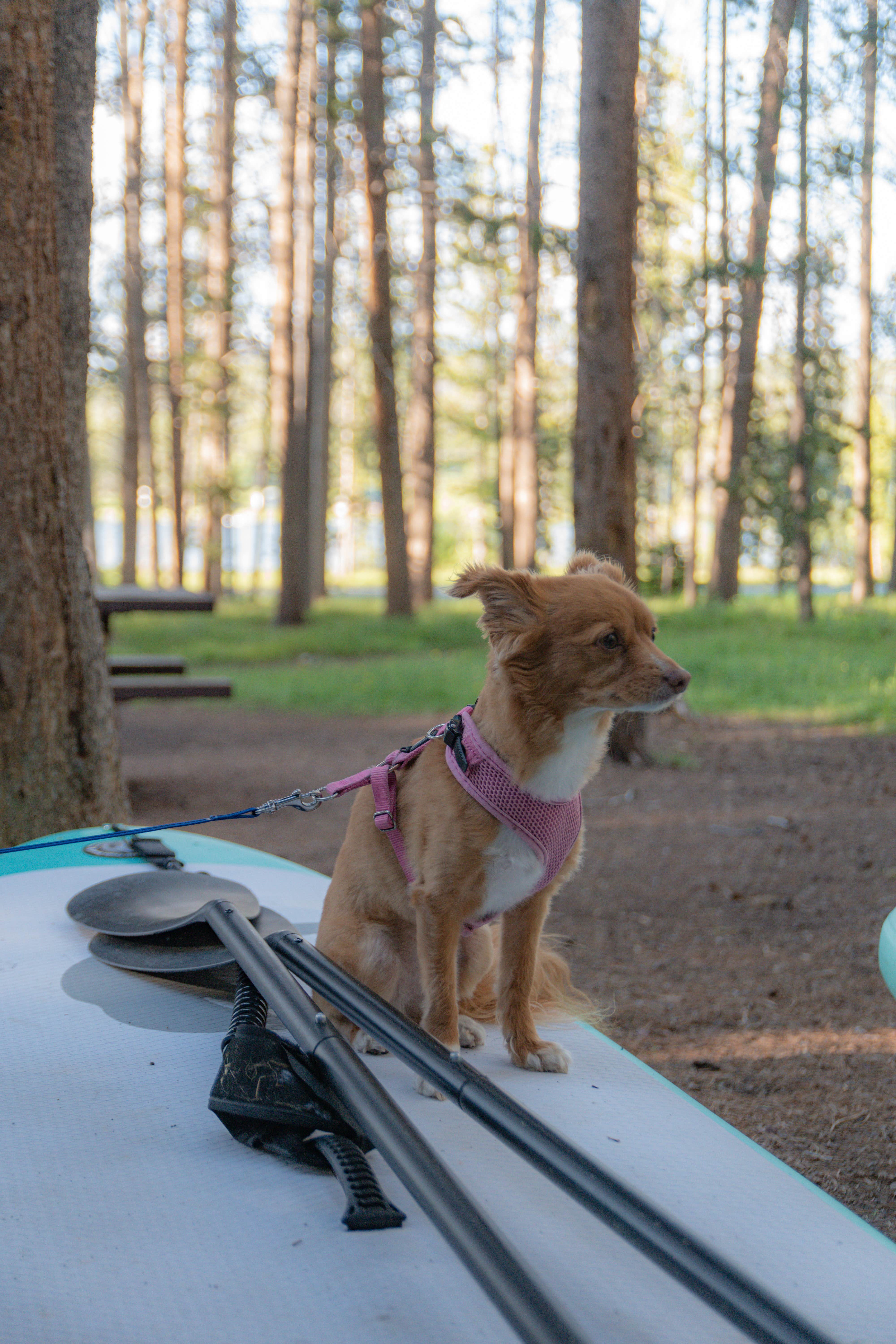 Justin's photo of camping with pets at Philipsburg Bay Campground near Butte, MT
