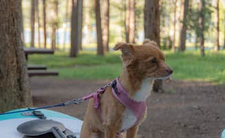 Justin's photo of camping with pets at Philipsburg Bay Campground near Deer Lodge, MT