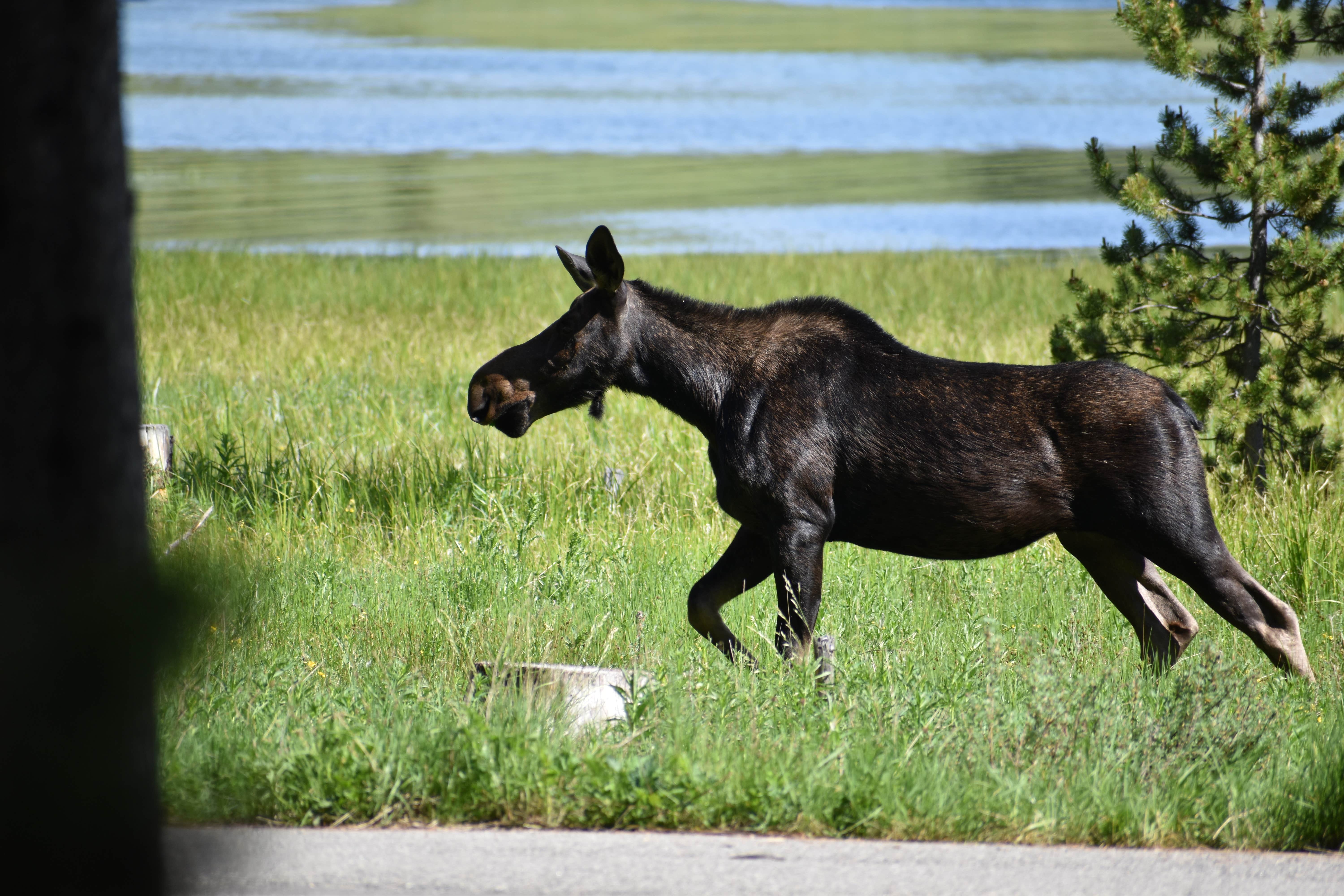 Justin's photo of camping with pets at Philipsburg Bay Campground near Drummond, MT