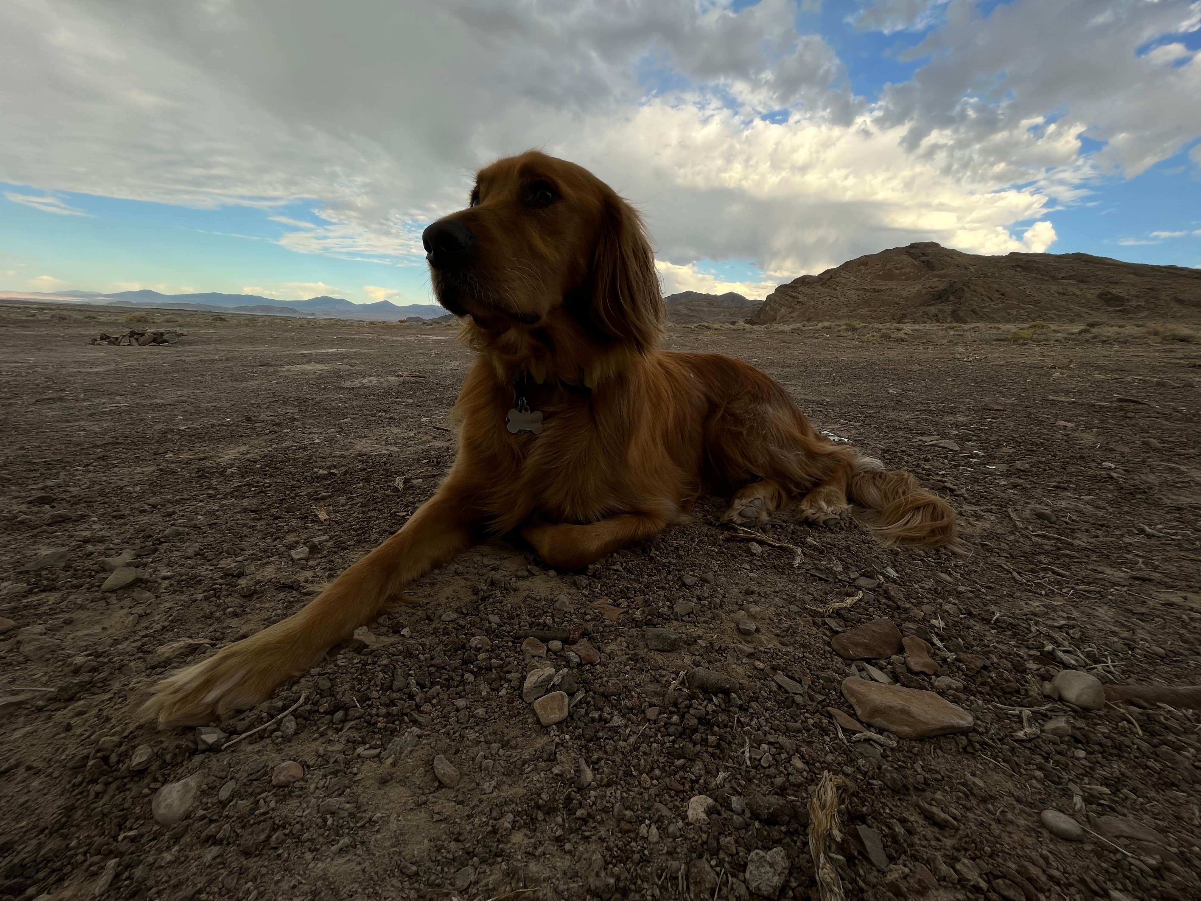 Kristina W.'s photo of camping with pets at BLM by Salt Flats - Dispersed Site near Wendover, UT