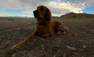 Kristina W.'s photo of camping with pets at BLM by Salt Flats - Dispersed Site near West Wendover, NV