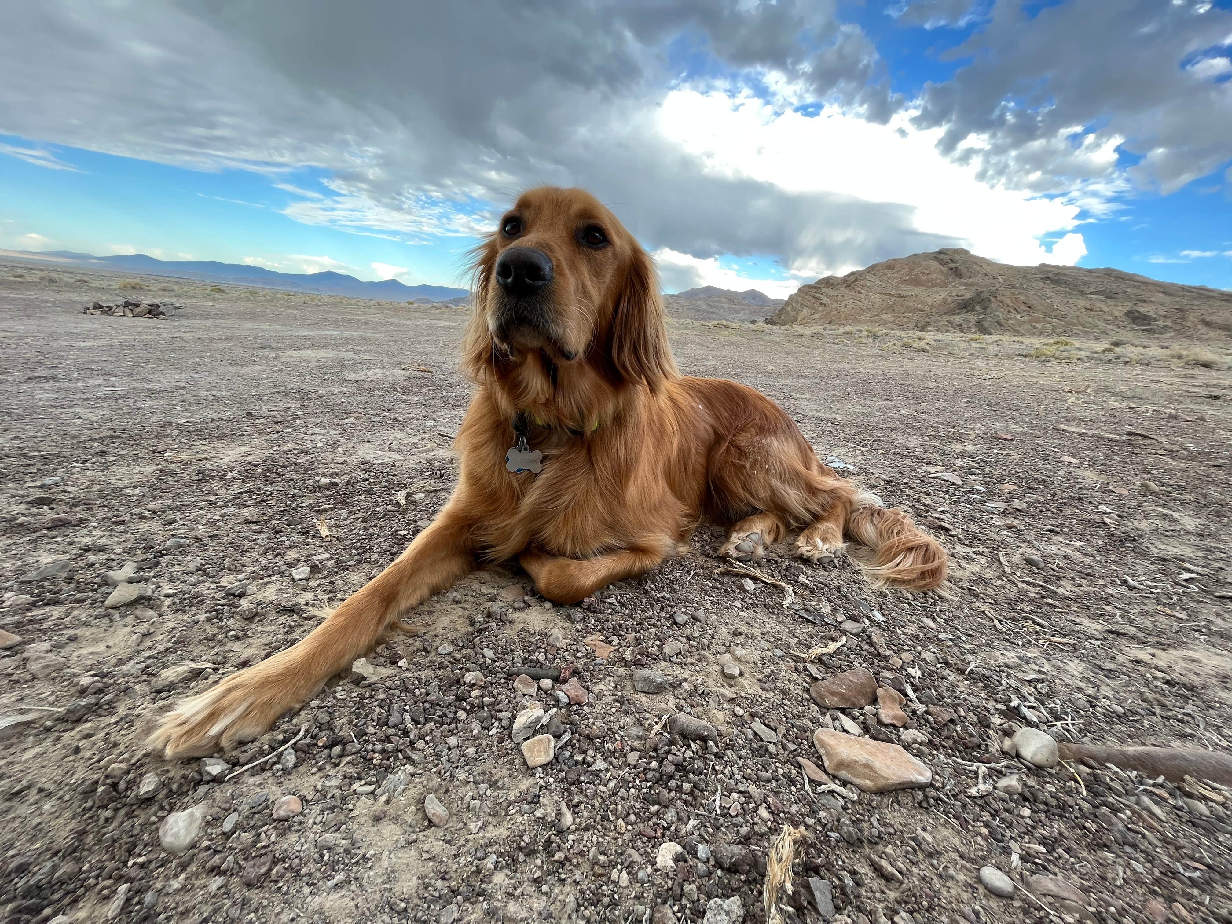 Kristina W.'s photo of camping with pets at BLM by Salt Flats - Dispersed Site near West Wendover, NV