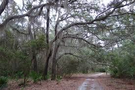 Camper submitted image from Stafford Beach Campground — Cumberland Island National Seashore - 2