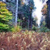 Review photo of Lyman Run State Park Campground by Anne P., July 19, 2018