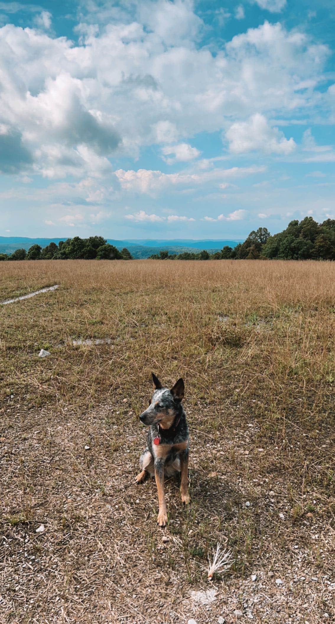 Elena J.'s photo of camping with pets at Scarlett Knob Campground in Pennsylvania