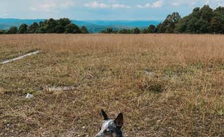Elena J.'s photo of camping with pets at Scarlett Knob Campground in Pennsylvania