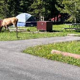 Review photo of Bridge Bay Campground — Yellowstone National Park by Alanna , July 12, 2022