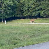 Review photo of Lake of the Ozarks State Park Campground by Jessica D., July 13, 2022