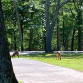 Review photo of Lake of the Ozarks State Park Campground by Jessica D., July 13, 2022