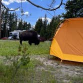 Review photo of Bridge Bay Campground — Yellowstone National Park by Sophie , July 13, 2022