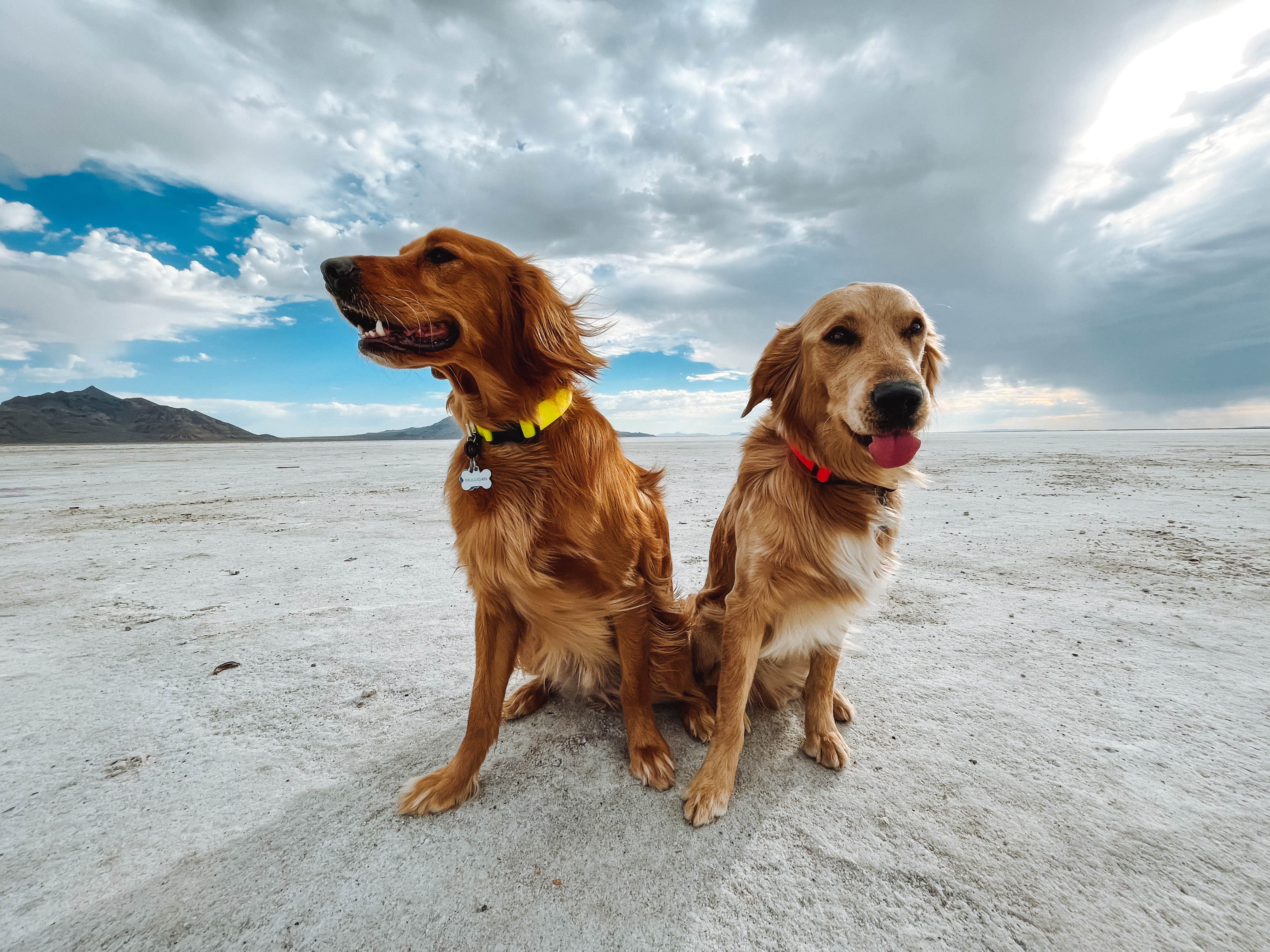Kristina W.'s photo of camping with pets at Bonneville Salt Flats BLM in Nevada
